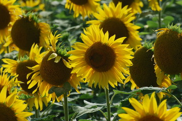 Fototapeta premium giallo naturale