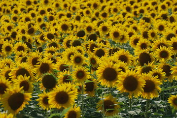 Fototapeta premium giallo
