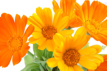 The flowers of calendula