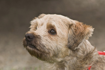 Cairn Terrier Dog head shot in profile