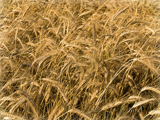 Fototapeta premium wheat closeup