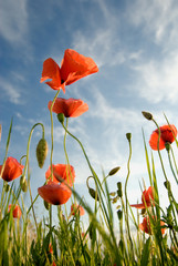 Obraz premium Kwiaty maku