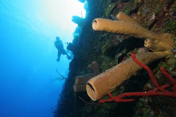 Fotobehang Scuba diver and colorful corals © Lightning Strike Pro