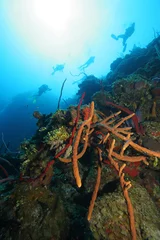 Gordijnen Scuba divers and colorful corals © Lightning Strike Pro