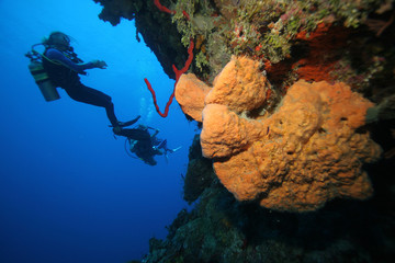 Bright corals and suba divers