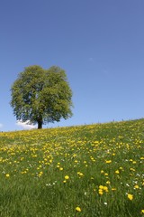 Blumenwiese mit Baum