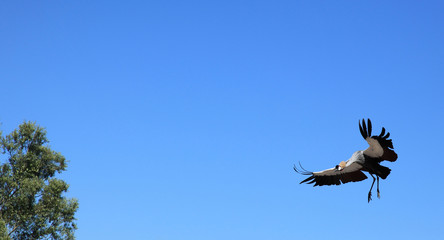 vol de grue couronnée