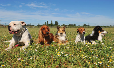 cinq chiens