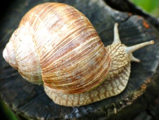 Roman snail in garden