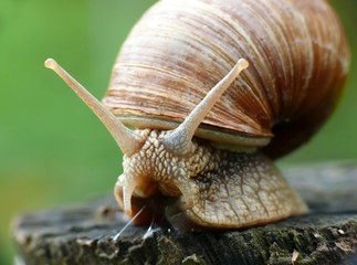 Roman snail in garden