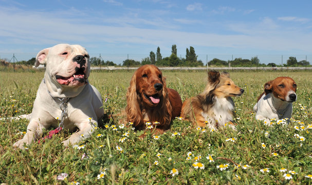 quatre chiens
