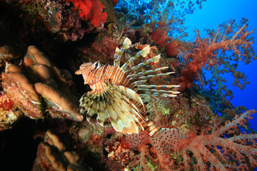 Obraz na płótnie Canvas Lionfish and Soft Coral