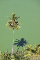 palmier sur le lac Dziani © yvielavie