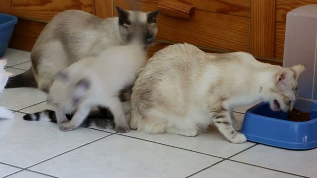 repas en famille de la famille siamois