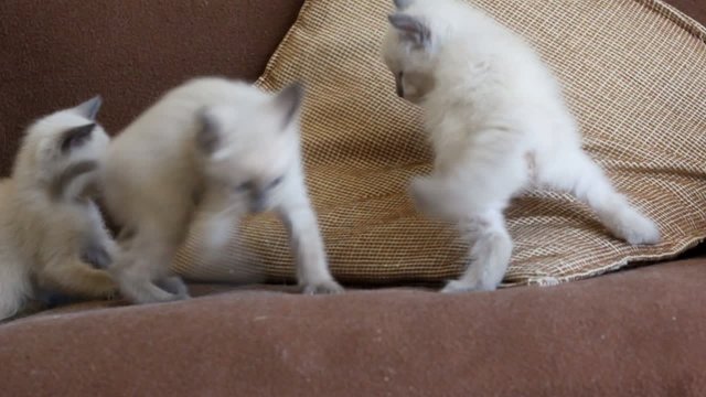 trois petits chats...
