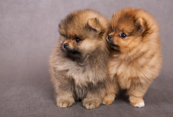 Fototapeta na wymiar Two puppies of the spitz-dog