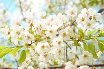 Obraz na płótnie Canvas White cherry flowers