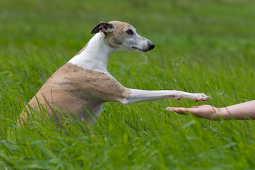 Hund gibt Pfötchen