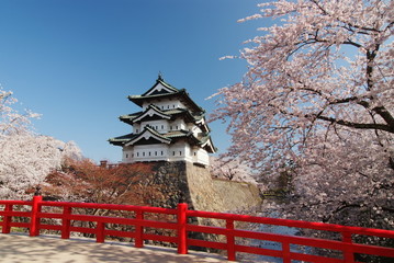 Fototapeta premium Festiwal kwitnącej wiśni w Hirosaki