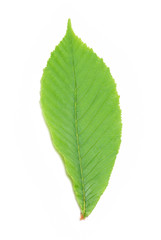 Green chestnut leaf