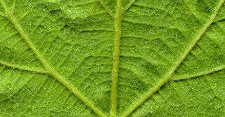 Grape Leaf