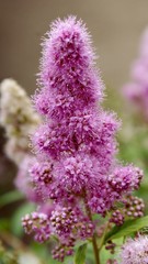 pink blooming decorative shrub