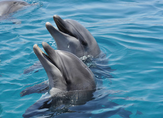 My friends dolphins