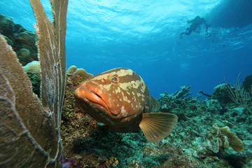 Deurstickers Colorful Grouper fish and reef © Lightning Strike Pro