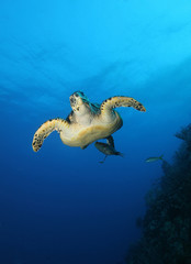 Inquisitive sea turtle