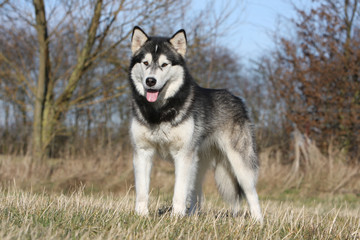 alaskan malamute debout fier qui fait le beau dans le jardin