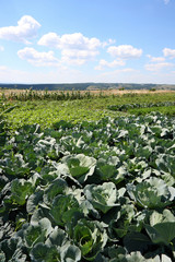 Fototapeta na wymiar Cabbage fields in Poland