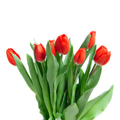 close-up red tulips isolated on white