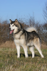 alaskan malamute fier et droit en campagne vu de profil