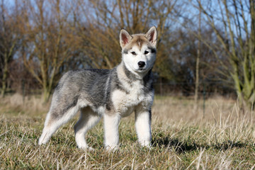 jeune alaskan malamute en balade seul en campagne