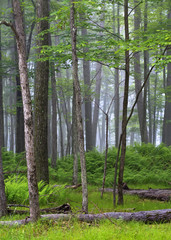 forest in Sullivan county, New York State