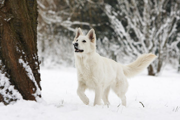 berge blanc suisse face à un arbre en hiver dans la neige