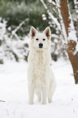 Obraz premium berger blanc suisse debout et fier vu de face dans la neige