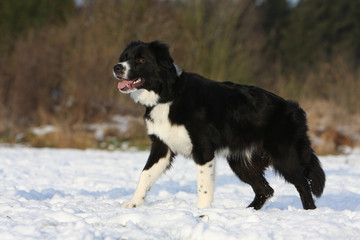 balade tranquille dans la neige pour le border collie adulte