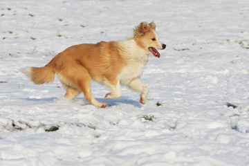 border collie adulte courant seul dans la neige vu de profil
