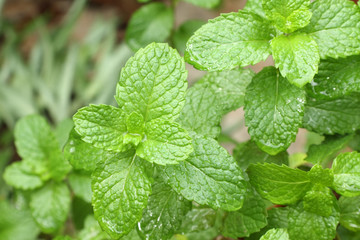 des feuilles de menthe