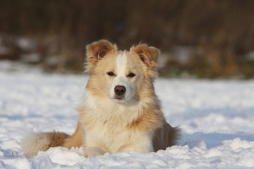 magnifique border collie allongé dans la neige vu de face
