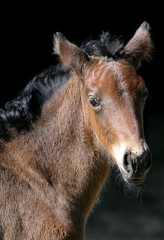 brown bay foal
