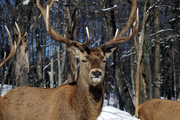 Elk