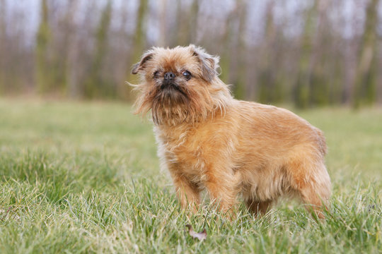 pose fière du griffon bruxellois adulte à la campagne