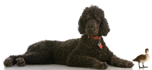 hunting dog - standard poodle and baby mallard duck