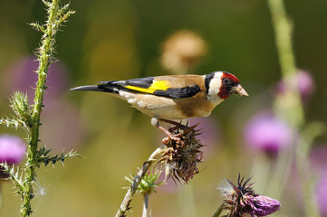 Cardellino - Goldfinch