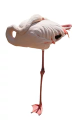 Afwasbaar Fotobehang Flamingo flamingo