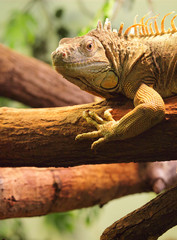 iguana