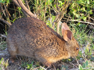 marsh rabbit