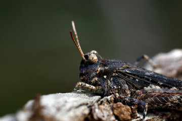 Grasshopper closeup